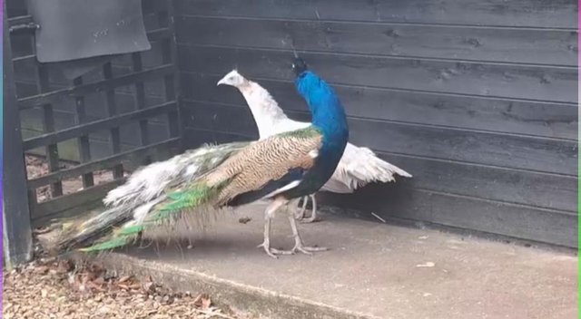 Image 3 of Mating Pair of Peacocks Male and Female Peahen