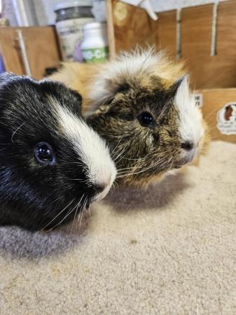 Image 1 of For adoption...Harry & Riley bonded male guinea pigs