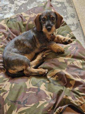 Image 4 of Miniature dachshund female pup