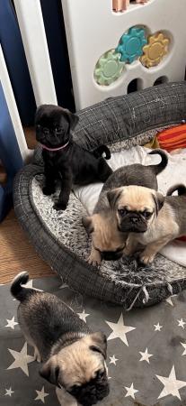Image 4 of Beautiful pug babies now ready for their new families