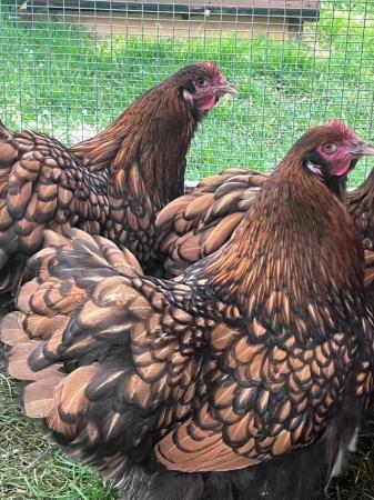 Image 1 of Hatching eggs pure breed poultry