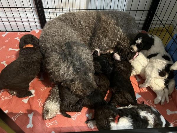 Image 2 of Lovely Lagotto Romagnolo hypoallergenic puppies