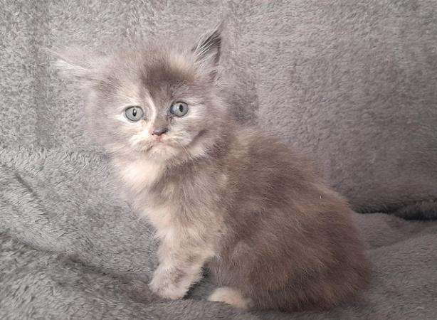 Image 1 of Maine coon x Persian kittens
