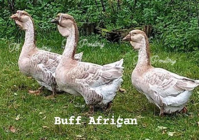 Image 3 of Pure Breed Goslings -Buff African & Buff Dewlap Toulouse