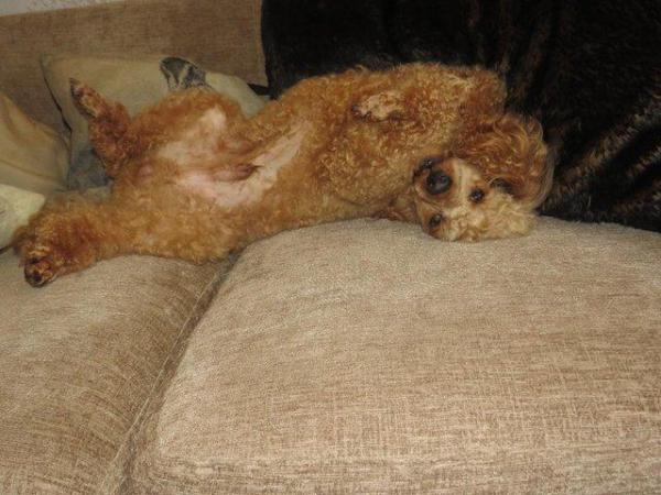 Image 54 of RED KC REG TOY POODLE FOR STUD ONLY! HEALTH TESTED