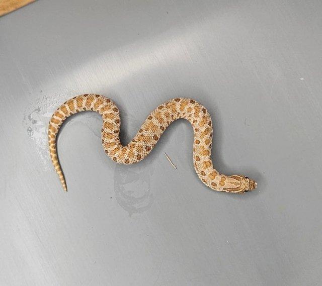 Preview of the first image of Triple het hognoses (lavender, albino, axanthic).