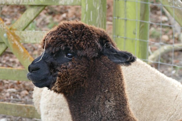 Image 5 of Alpacas - Group of Registered, friendly, young pets