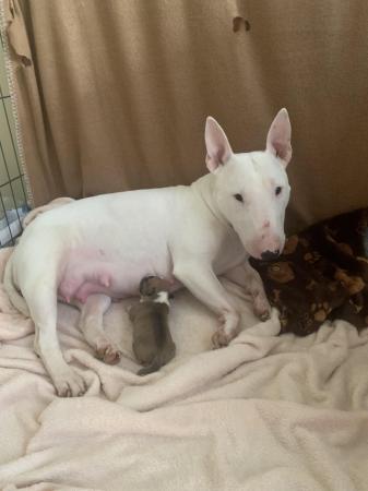 Image 10 of Miniature Bull Terrier Puppies