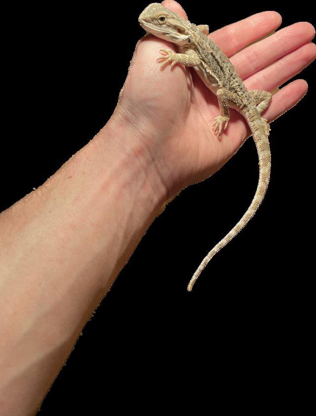 Preview of the first image of Bearded Dragon 2023 born for sale.