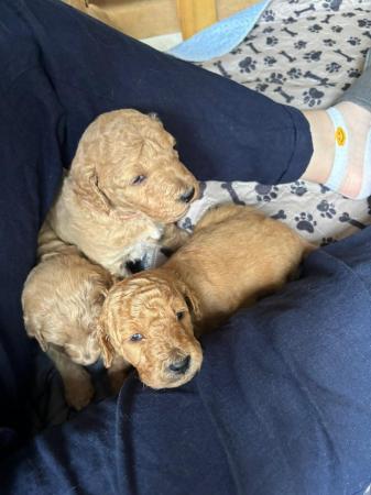 Image 7 of F1B Goldendoodle Puppies *Viewings Now*