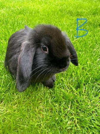 Image 13 of Male and Female Mini Lop Rabbits For Sale