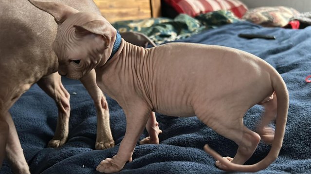 Image 8 of Playful and loving Sphynx kittens