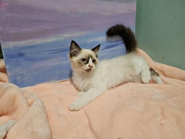 Image 3 of Beautiful Ragdoll kittens... only 1 left.