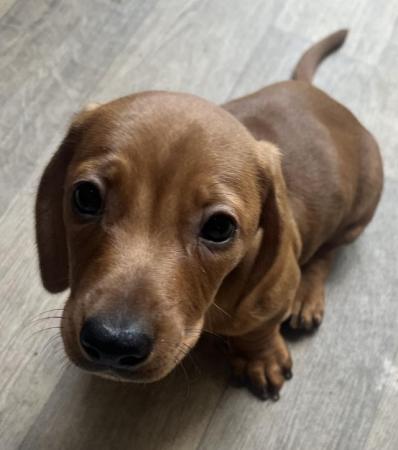 Image 2 of Mini dachshund puppies for sale
