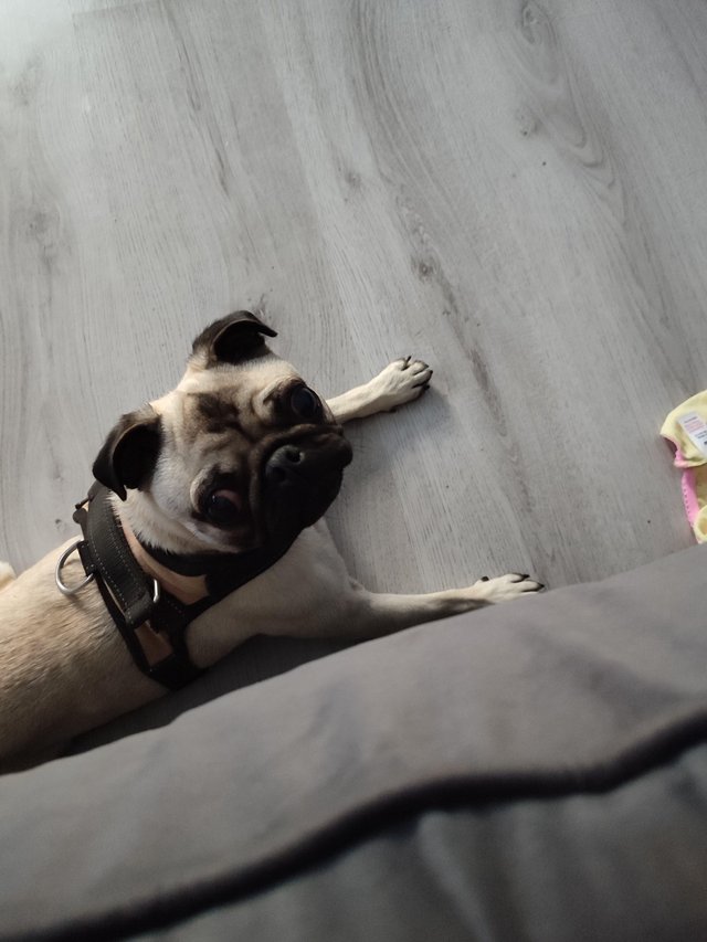 Preview of the first image of Nearly 3 year old girl pug.