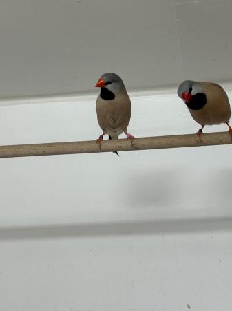 Image 1 of Pair of Heck’s grass finches