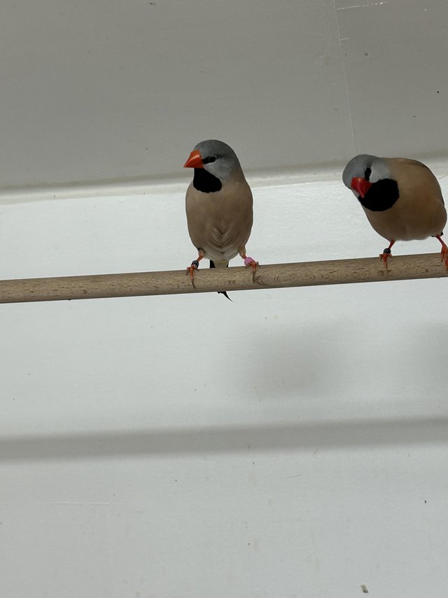 Preview of the first image of Pair of Heck’s grass finches.