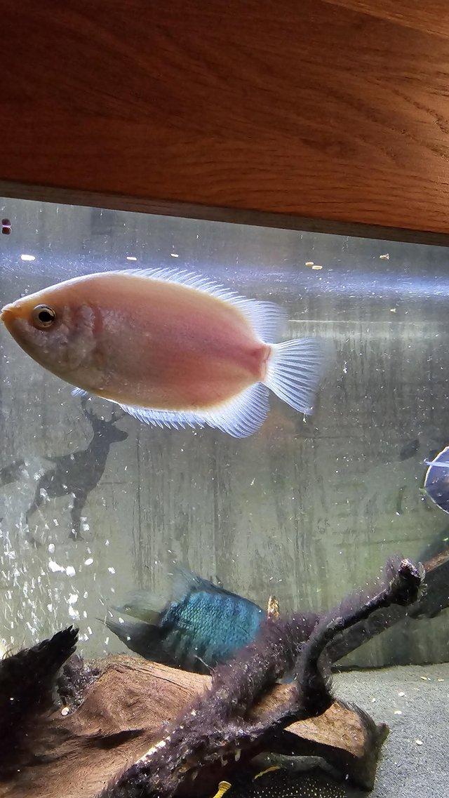 Preview of the first image of Large kissing gourami tropical fish.