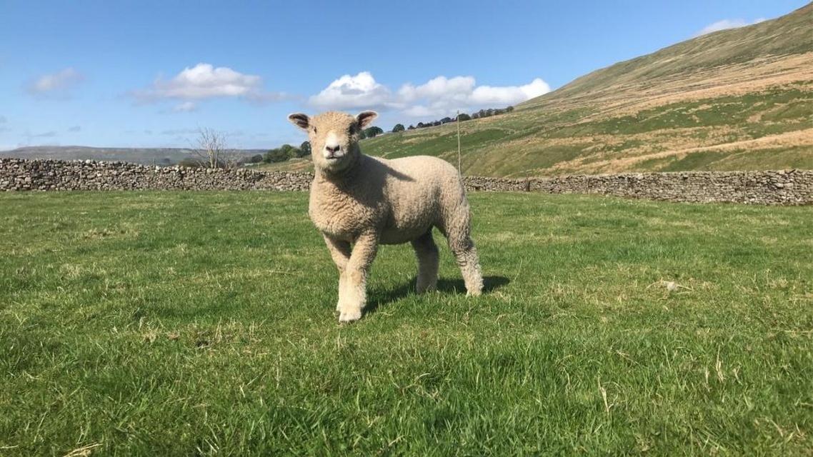 Preview of the first image of Ryeland pedigree lambs 2024.
