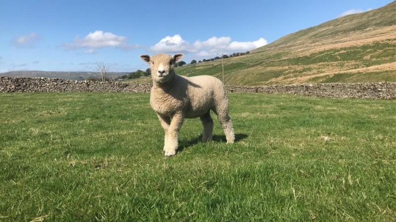 Image 1 of Ryeland pedigree lambs 2024