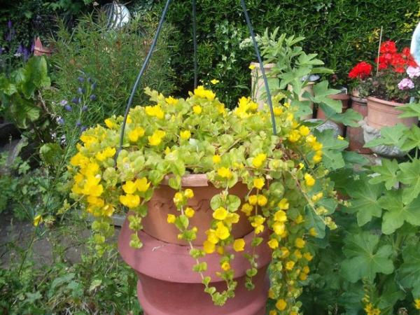 Image 3 of Large Hanging Baskets Of Virginia Creeper (yellow flower)