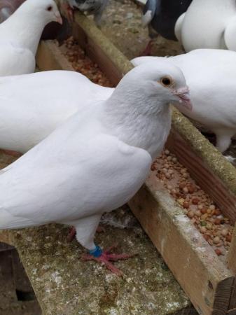 Image 7 of PURE WHITE RACING PIGEON FOR SALE