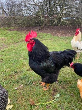 Image 3 of For Sale 2 Purebred large fowl cockerels