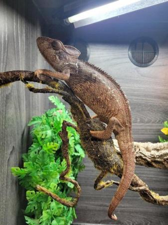 Image 2 of Chameleons available at Birmingham Reptiles