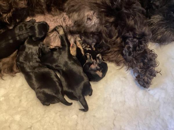 Image 4 of Miniature schnoodle puppies