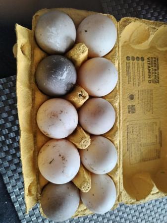 Image 2 of Hatching duck eggs Welsh harlequin