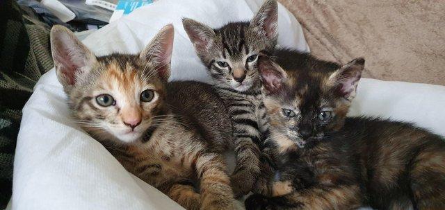 Image 3 of 9-week old Siamese cross kittens