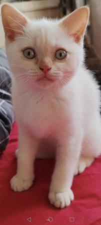 Image 5 of British shorthair kittens for sale