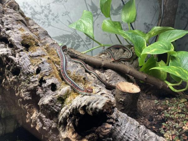 Image 5 of 2 red sided garter snakes with full set up