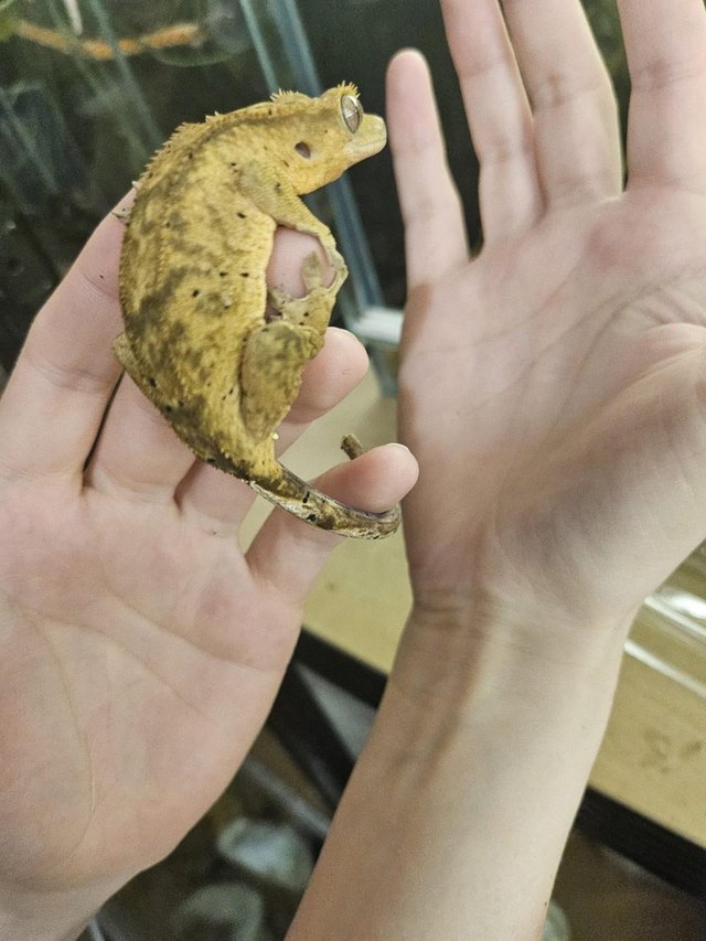 Preview of the first image of beautiful juvenile crested gecko.