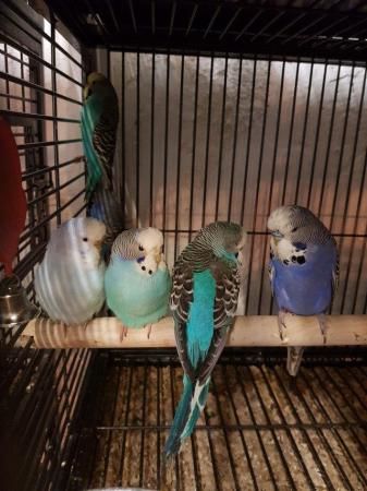 Image 5 of X Young Finchs, Budgies, Canaries X