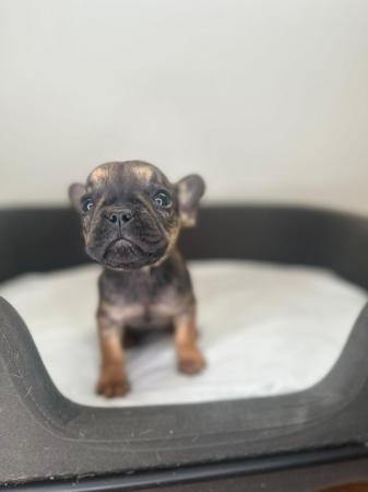 Image 9 of Gorgeous French bulldog puppies