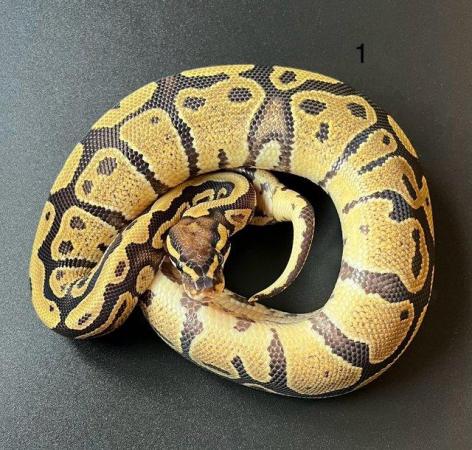 Image 4 of Ball/ Royal  python hatchlings