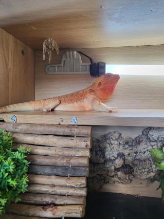 Image 4 of 2 year old Bearded dragon and full set up
