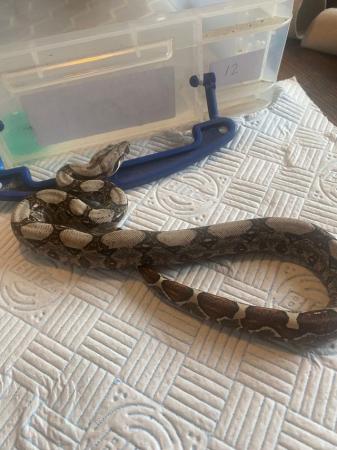 Image 9 of Boa Constrictor Babies for sale