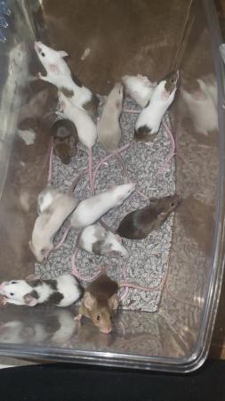 Image 1 of Beautiful friendly Baby mice - boys £2.50 great pets