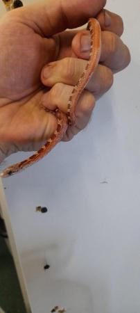 Image 1 of Cb23 Hypo pewter & granite pied corn snakes