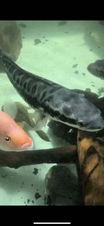 Image 5 of Large tropical fish Downham