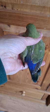 Image 1 of Peach faced lovebird baby for sale