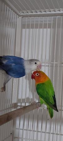 Image 2 of Proven breeding pair of love birds