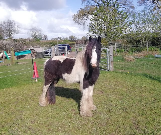 Preview of the first image of 3 year old, cob pony mare project. Standing at 12.3hh.