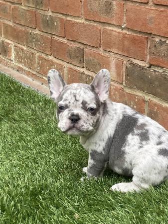 Image 1 of STUNNING LILAC ISABELLA MERLE FRENCH BULLDOGS KC