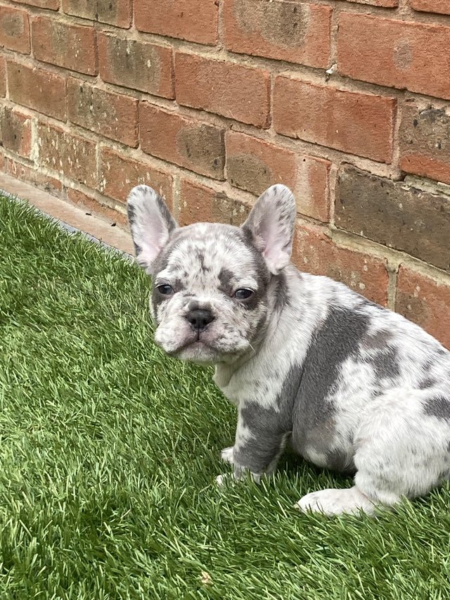 Preview of the first image of STUNNING LILAC ISABELLA MERLE FRENCH BULLDOGS KC.