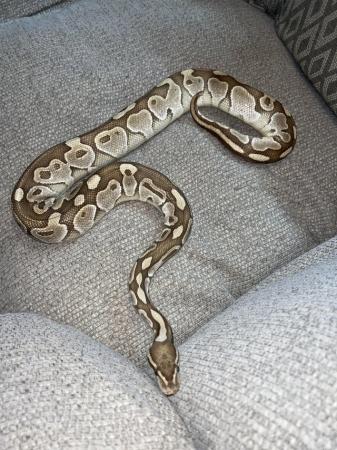 Image 4 of 3 year , female ball python for sale with full set up