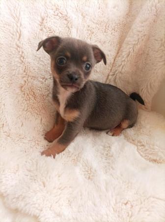 Image 7 of Adorable KC reg female chihuahua puppies.