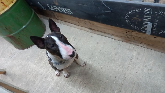 Preloved english hot sale bull terrier